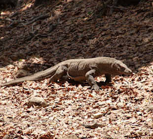 Waran im wald auf Rinca Island
