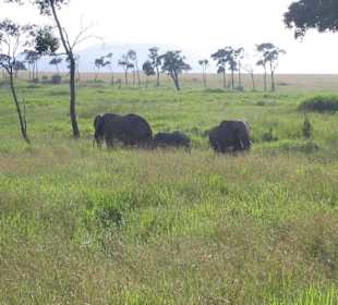 Elefanten in der Massai Mara