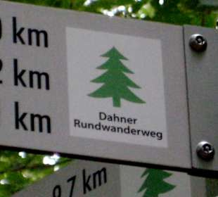 Grüne Tanne des Dahner Rundwanderweges