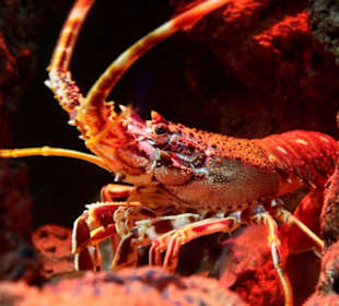 Ein Blick in ein Aquarium