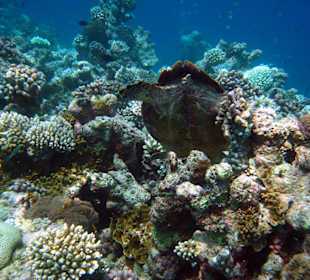 Echte Karettschildkröte