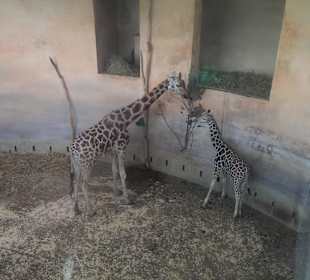Giraffenmama mit Kind