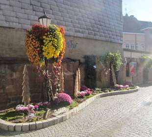 Chrysanthema Lahr