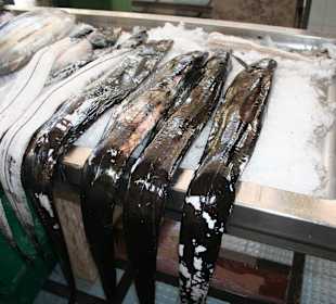 Berühmter Degenfisch aus ca.800 Metern Tiefe geangelt
