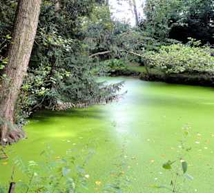 Spaziergang durch Thieles Garten