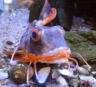 Aquarien im Nationalpark-Haus