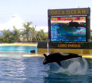 Orca splash
