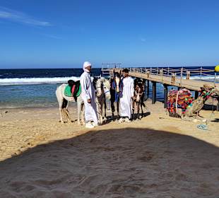 Reiten Marsa Alam