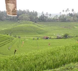 Reisfelder