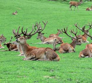 Hirschrudel im Wildpark Aurach