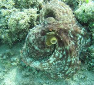 Tintenfisch, in der Bucht vor Sa Coma