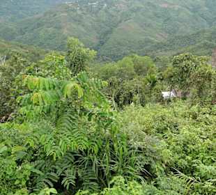 Wildlife Expeditions