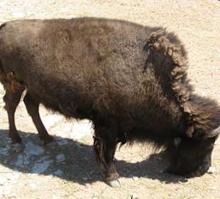 Bison im Living Desert Zoo in Carlsbad, NM