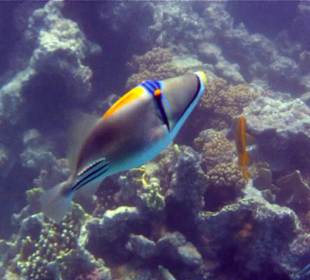 Hausriff Hotel Stella Makadi Beach Resort