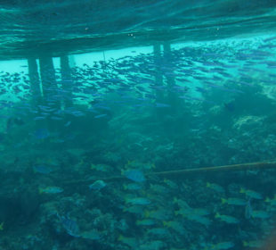 Unter'm Steg von Hotel Tulip Resort