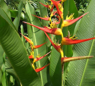 Khao Sok Nationalpark