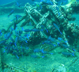 Am Wrack "Veronica L", Grenada