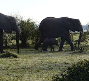 Elefanten mit ihrem Kleinen