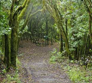 Garajonay National Park