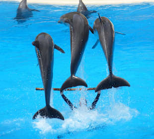 Arbeiten mit den Delfinen