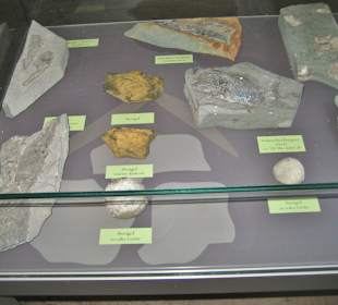 Fossilien im Grünsandstein