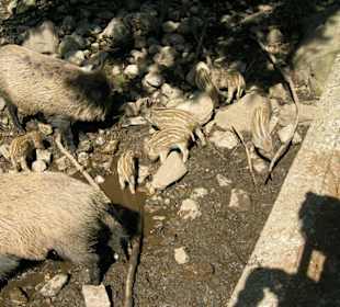 Steinwasenpark-Es gibt auch Tiere