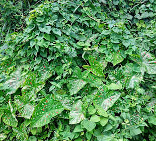 Parque Natural Obô do Príncipe