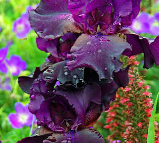 Die schönsten Blumen