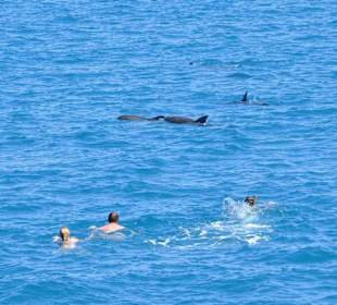 Delphine in freier Natur 75% garantie