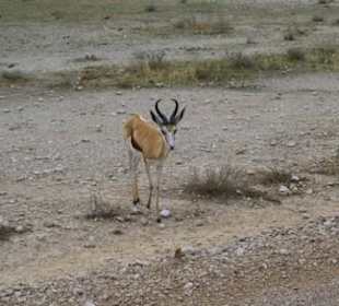 Springbock