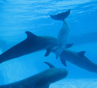 Delfinarium
