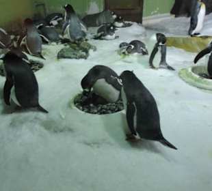 Besonders die Kinder hatten viel Spaß