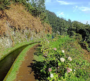 Auch im Winter blühen ein paar Hortensien