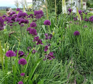 Die Kugelblumen überall verteilt