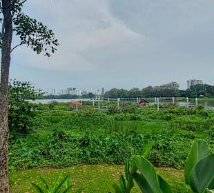 Jurong Lake und Gärten