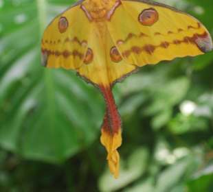 Im Schmetterlingshaus