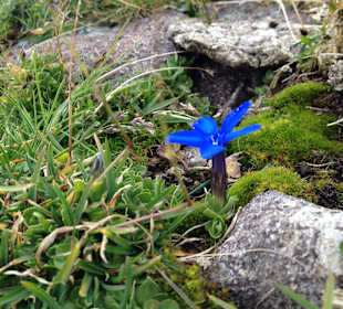Blauer Enzian an der Hochwart