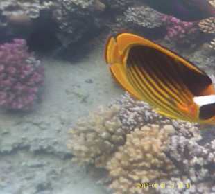 Jaz Makadi Oasis Club & Resort 