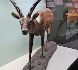 Rundgang durch das Zoologische Museum