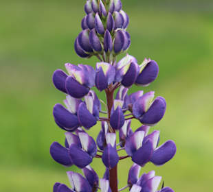 Wandern Annaberg im Lammertal