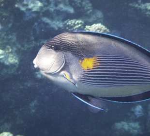 Arabischer Doktorfisch