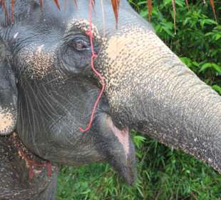 Mächen Elefant äfflein 