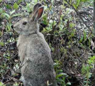 Denali National Park