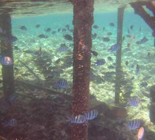 Fischreichtum am Ende des Stegs