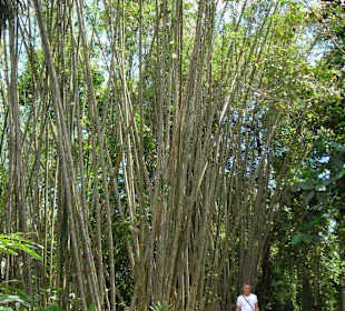 Bambus