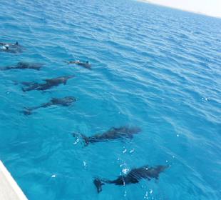 Delfiny - rejs statkiem