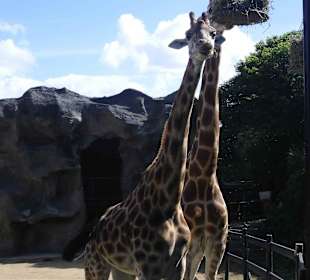 Taronga Zoo