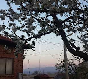 Майские цветы