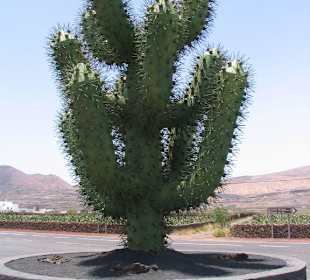 Eingangsbereich zum Kaktus-Park