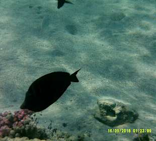 Schnorcheln Marsa Alam